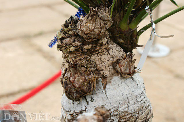 Cụ thiên tuế hơn 500 tuổi, có nụ hơn 1 năm vẫn chưa chịu nở hoa